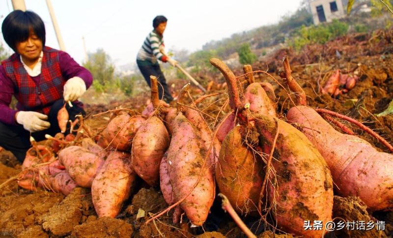 红薯什么时候种植最好「红薯什么时候种植最好 时间」